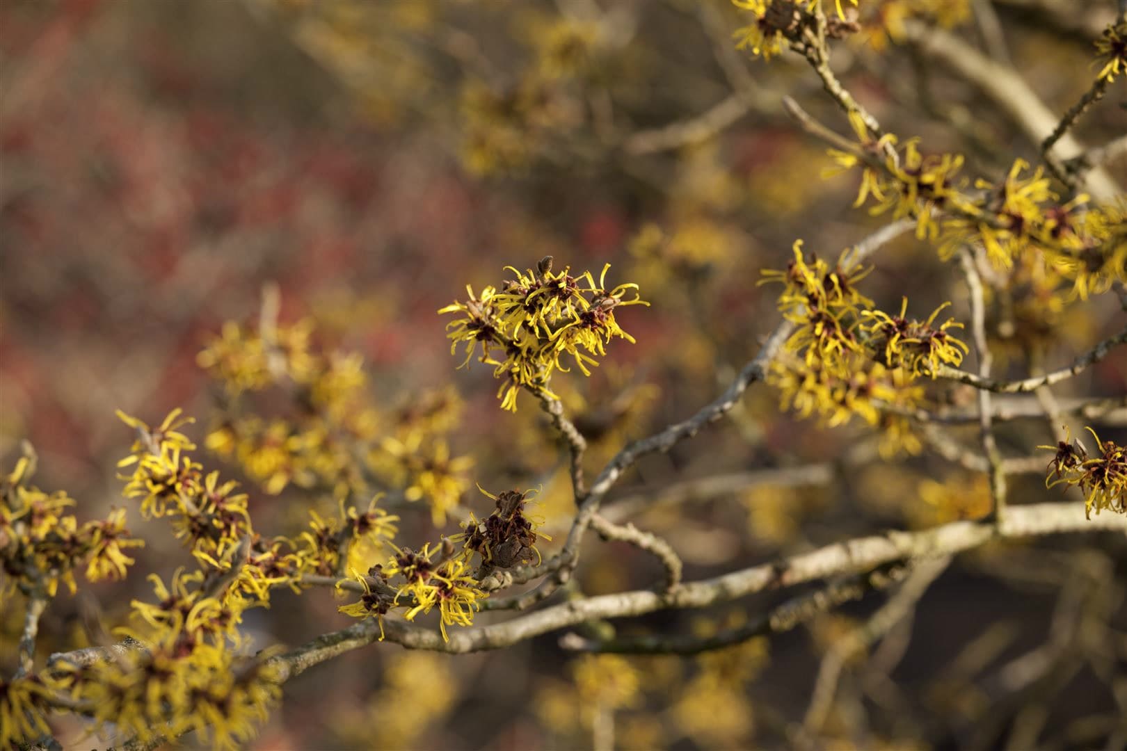 Hamamelis intermedia 'Westerstede', Zaubernuss, gelb, 40&ndash;60 cm 