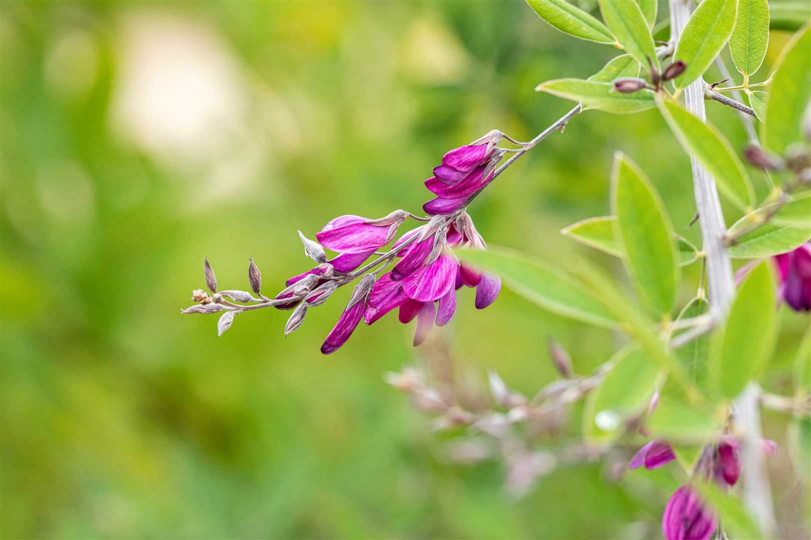 Lespedeza thunbergii, 60&ndash;100 cm, rosa Bl&uuml;ten, buschig 
