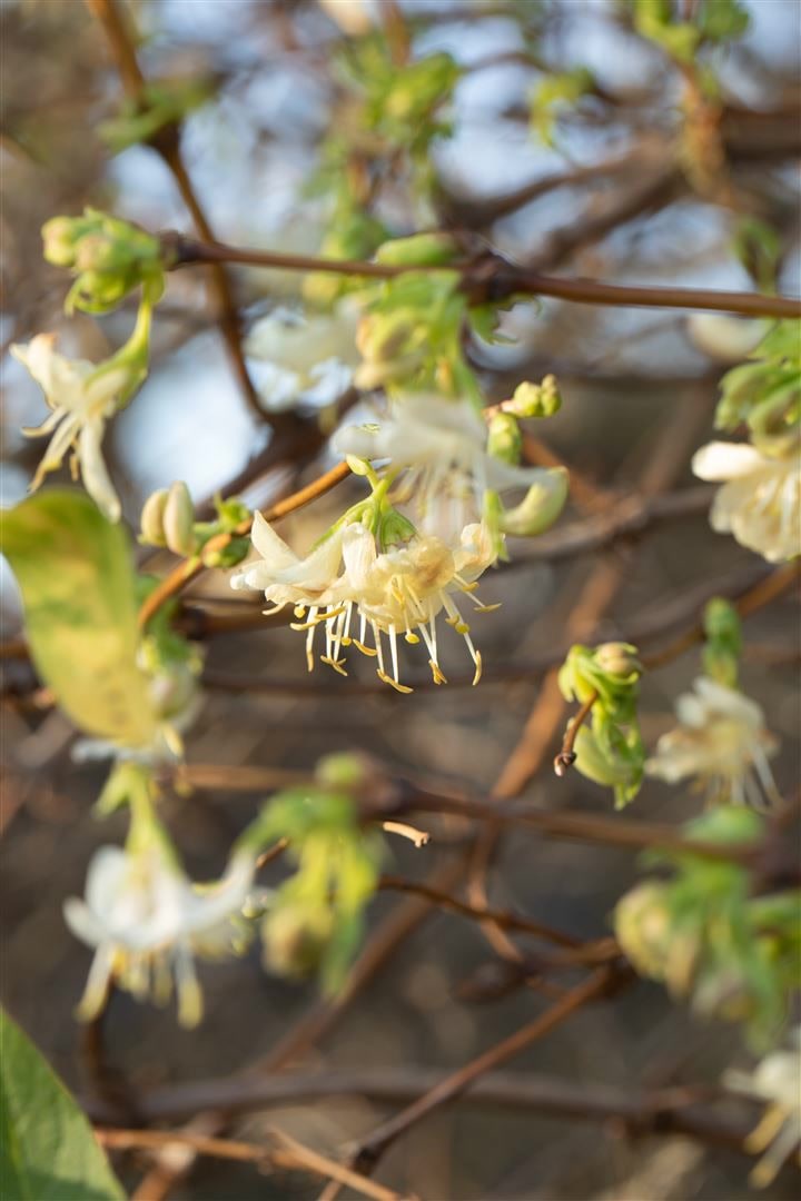 Lonicera purpusii, Wintergei&szlig;blatt, cremewei&szlig;e Bl&uuml;ten, 40&ndash;60 cm 