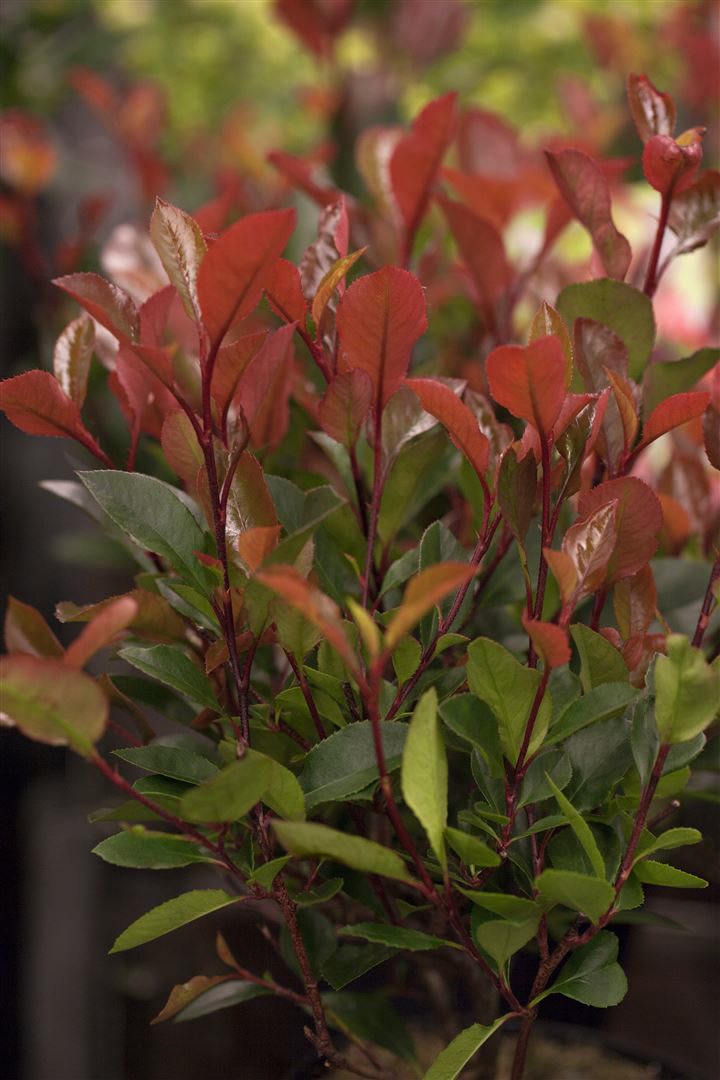 Photinia fraseri 'Little Red Robin', Glanzmispel, rot, 20&ndash;30 cm 