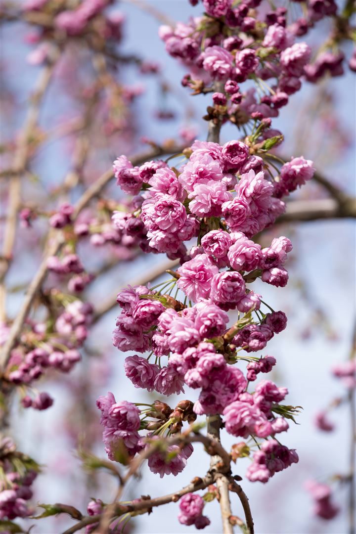Prunus serrulata 'Kiku-shidare-zakura', H&auml;ngende Kirsche, rosa, 125 cm Stammh&ouml;he 