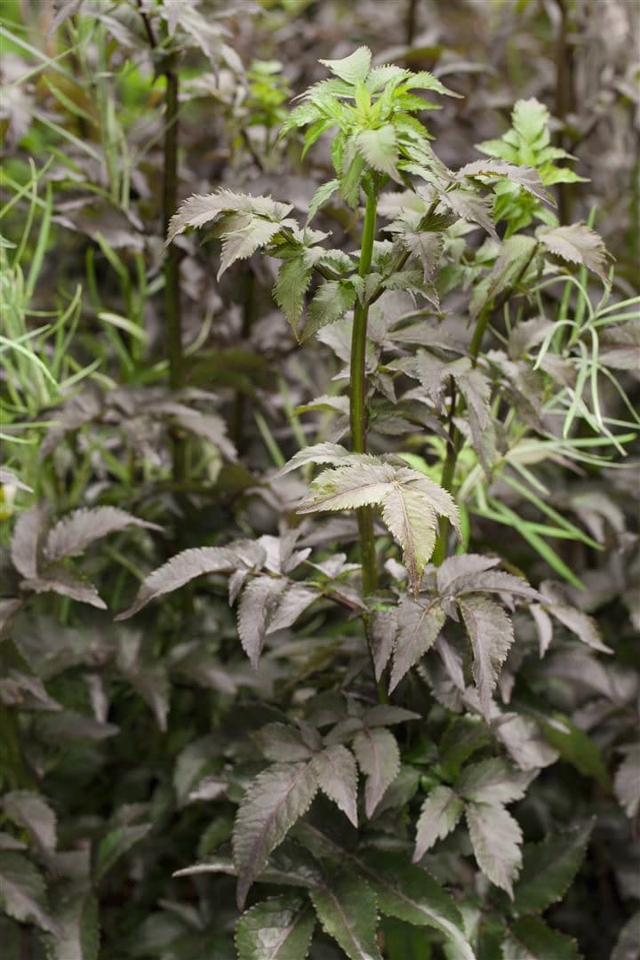 Sambucus nigra 'Black Tower' -R-, Schwarzer Holunder, 60&ndash;80 cm 