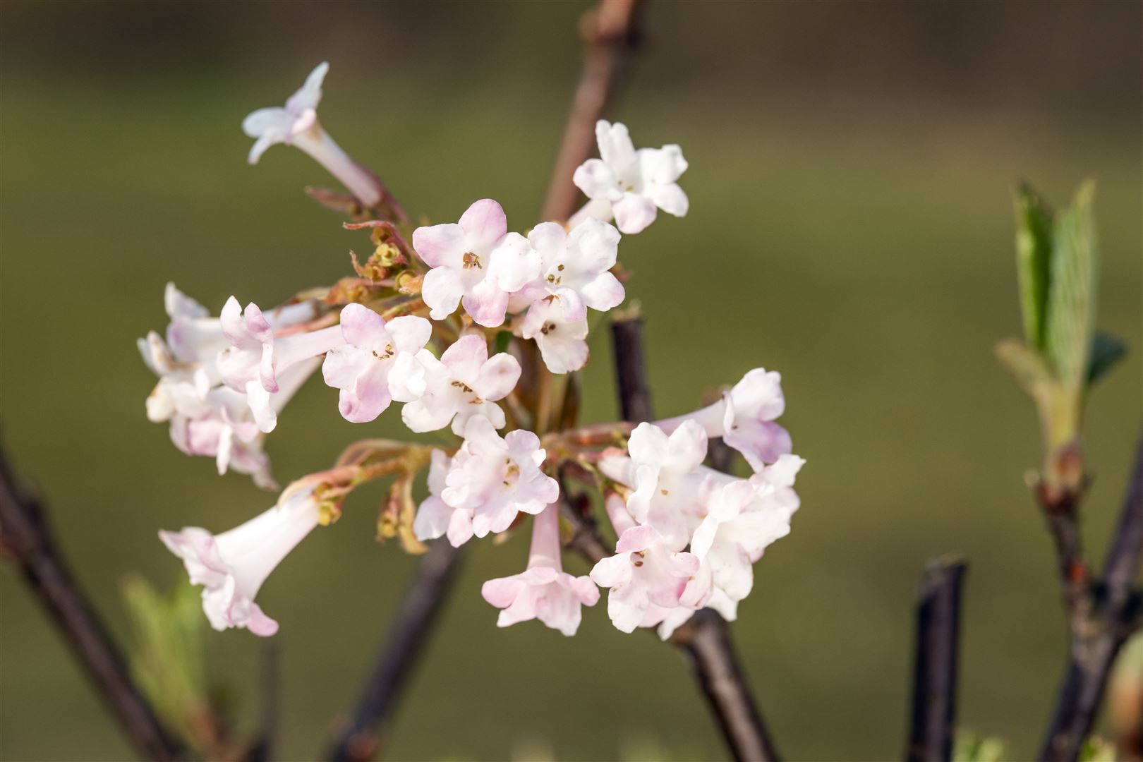Viburnum bodnantense 'Charles Lamont', Duftschneeball, rosa, 40&ndash;60 cm 