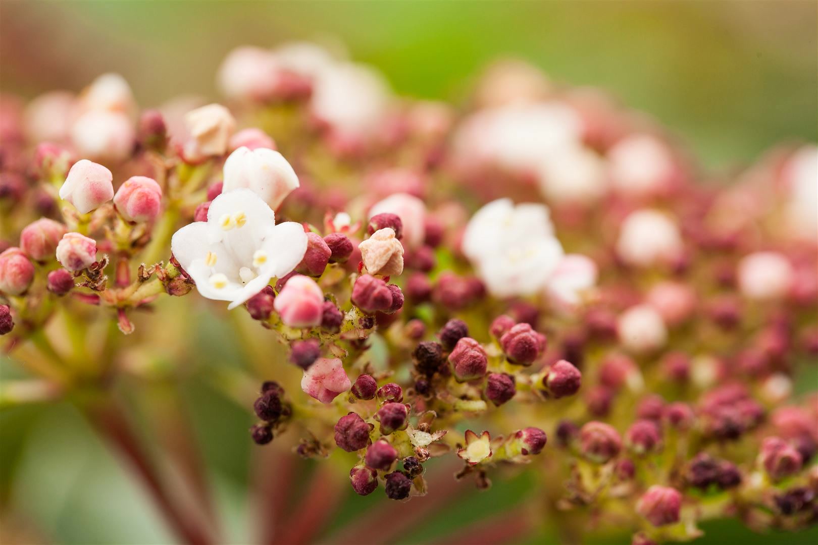 Viburnum tinus 'Purpurea', Lorbeer-Schneeball, immergr&uuml;n, 50&ndash;60 cm 