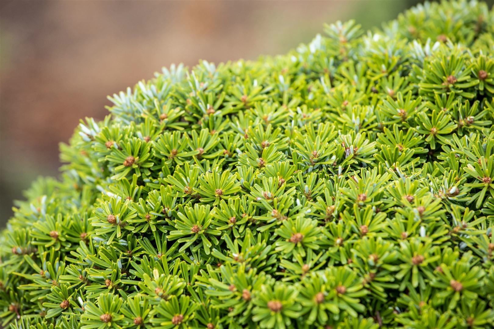 Abies koreana 'Kristallkugel', Tanne, kompakt, 15&ndash;20 cm 