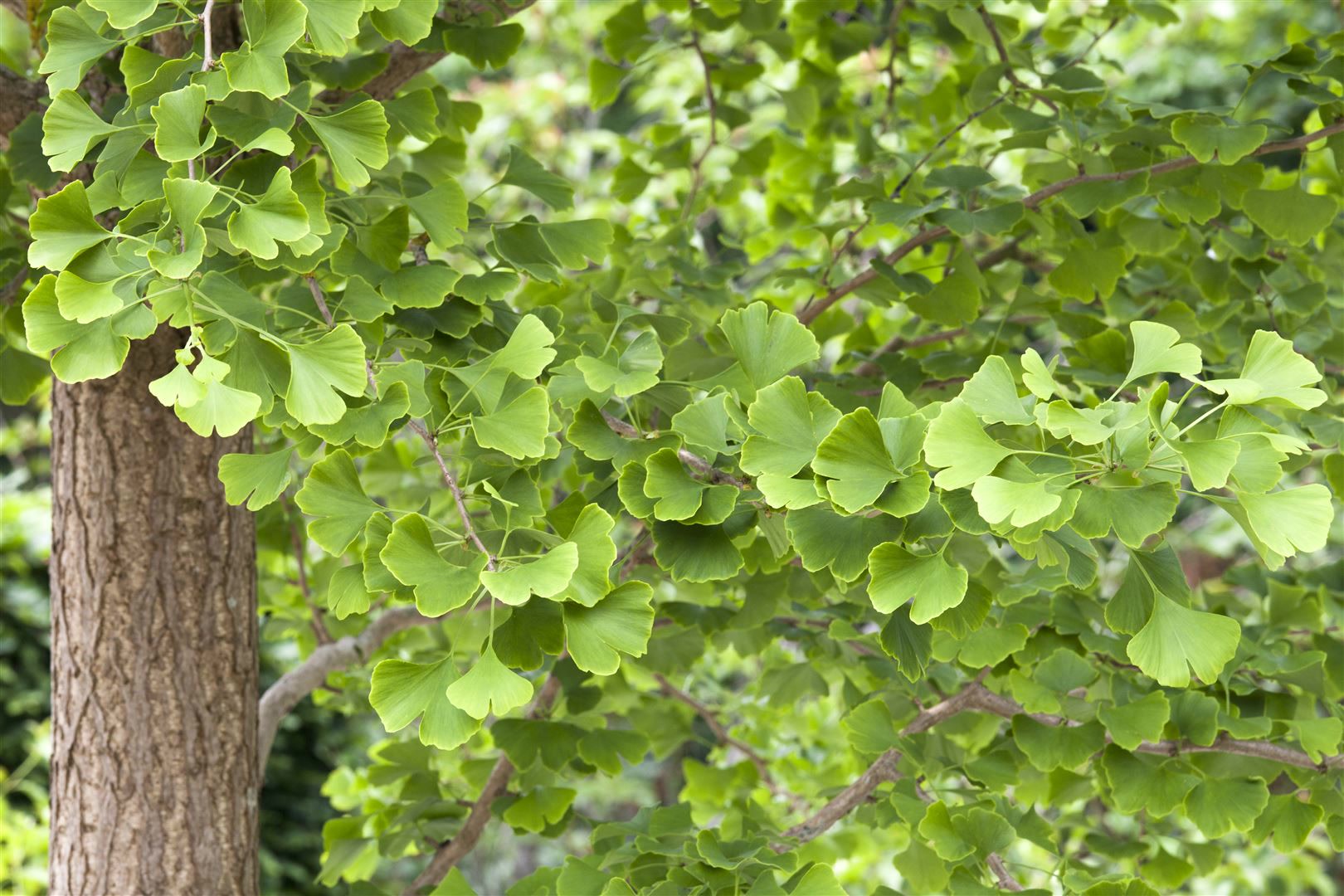 Ginkgo biloba, F&auml;cherblattbaum, 125&ndash;150 cm 