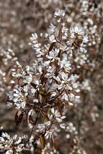Amelanchier 'Rainbow Pillar', Felsenbirne, 60–100 cm, mehrfarbig 