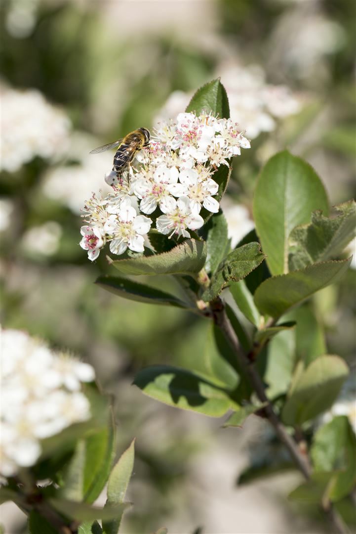 Aronia prunifolia 'Nero', Apfelbeere, schwarz, 40&ndash;60 cm 