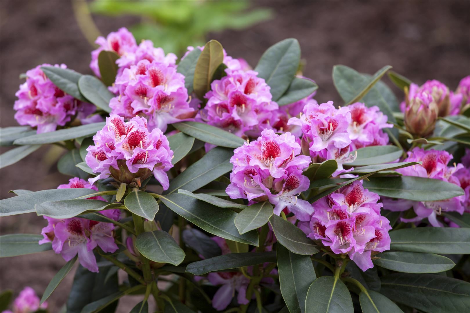 Rhododendron Hybr. 'Belami', Rhododendron, rosa Bl&uuml;ten, 40&ndash;50 cm 