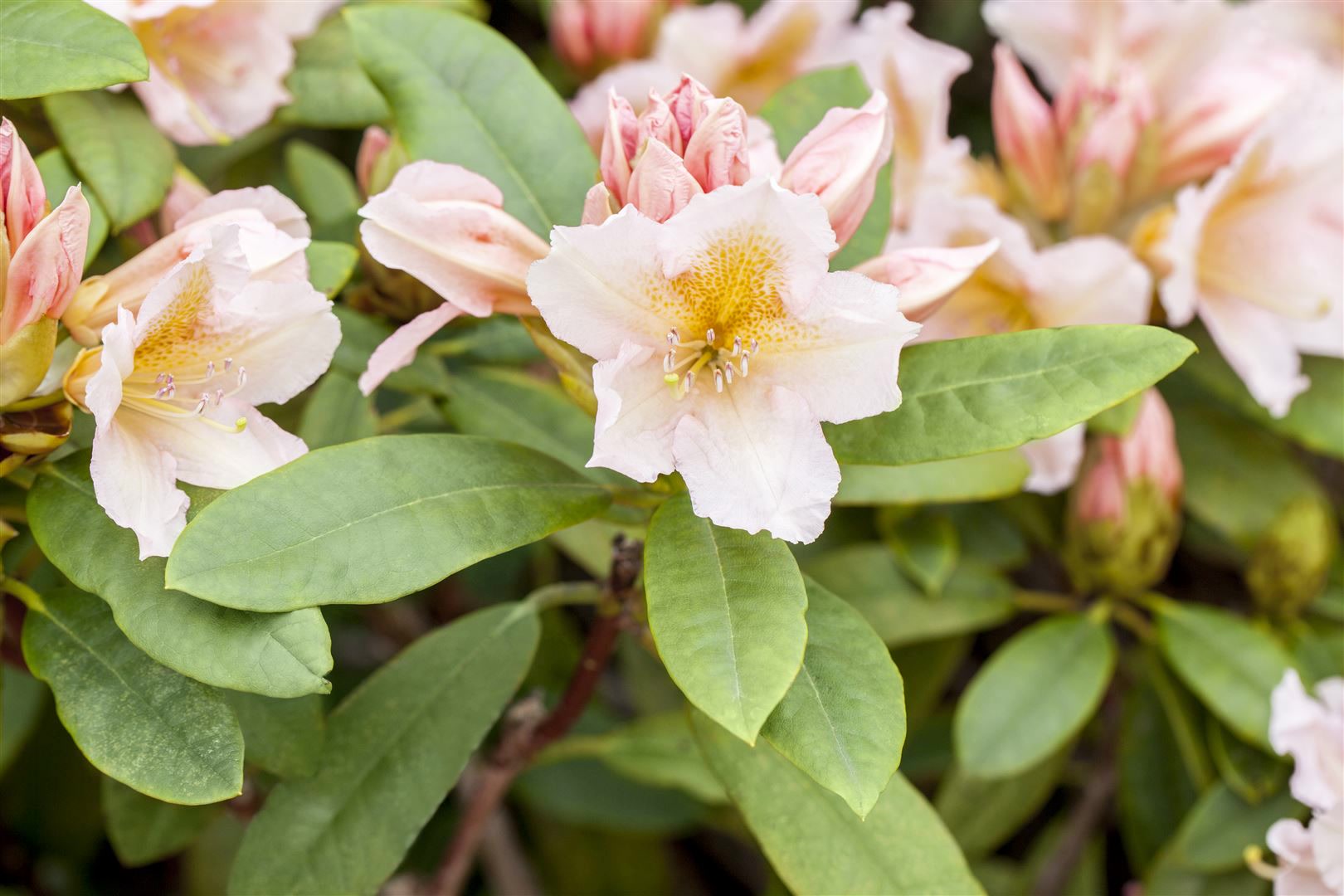 Rhododendron Hybr. 'Belkanto', Rhododendron, rosa Bl&uuml;ten, 40&ndash;50 cm 