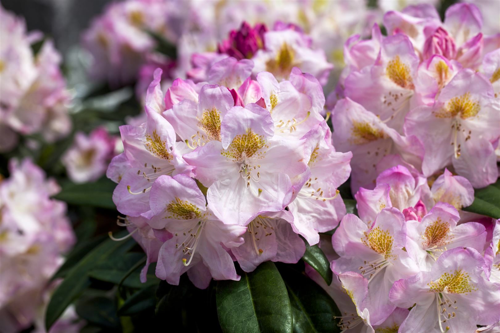 Rhododendron Hybr. 'Brigitte', Rhododendron, rosa Bl&uuml;ten, 40&ndash;50 cm 