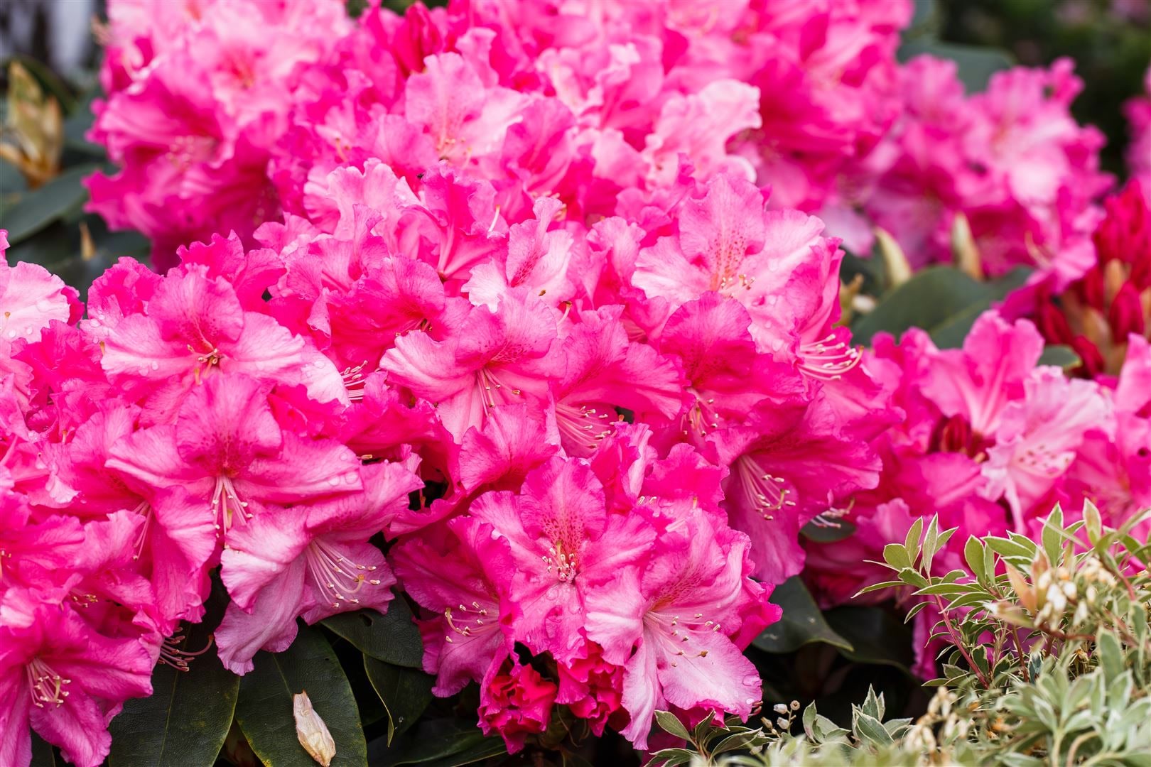 Rhododendron Hybr. 'Caruso', Rhododendron, rot, 40&ndash;50 cm 