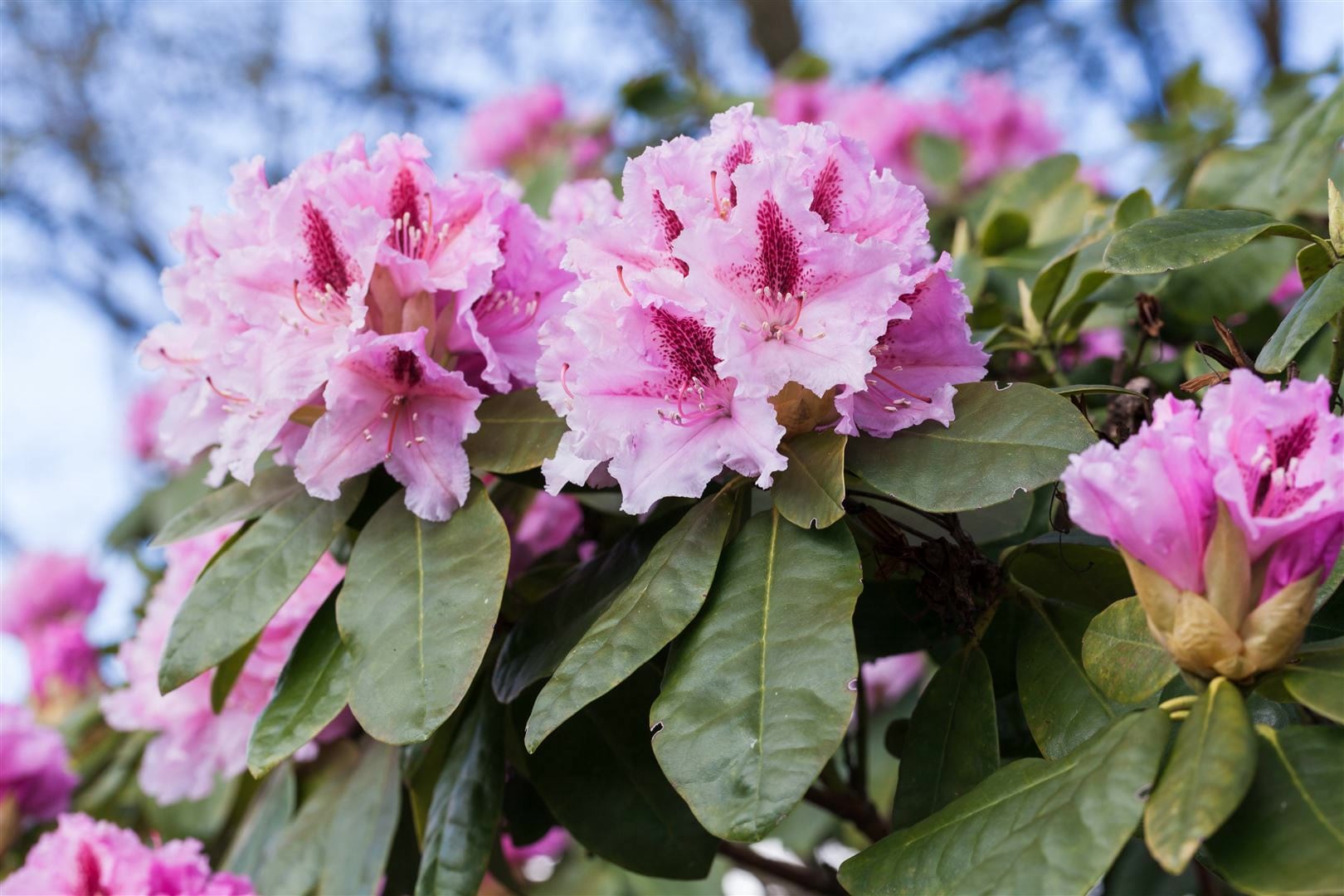 Rhododendron Hybr. 'Holstein', Rhododendron, rot, 30&ndash;40 cm 