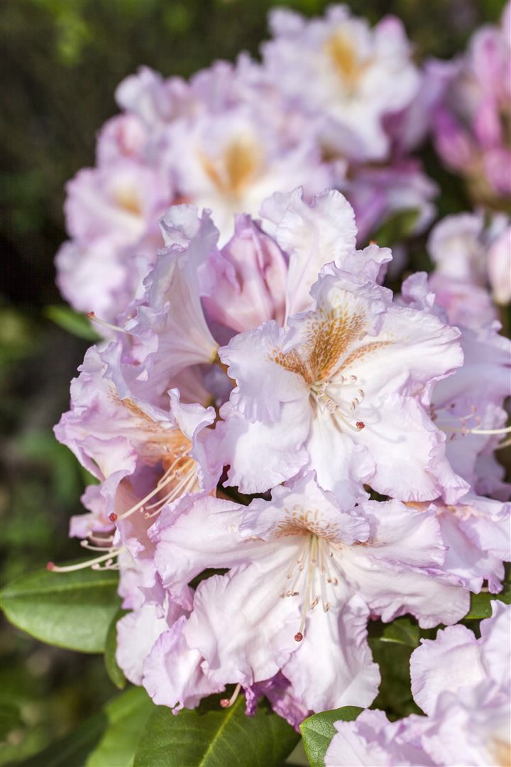 Rhododendron Hybr. 'Janet Blair', rosa Bl&uuml;ten, 30&ndash;40 cm 