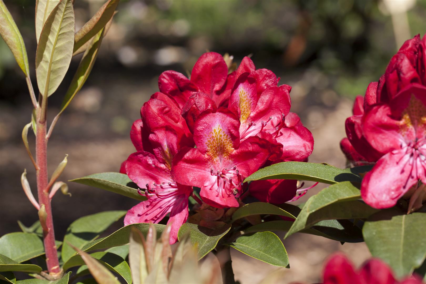 Rhododendron Hybr. 'Junifeuer', leuchtend rot, 30&ndash;40 cm 