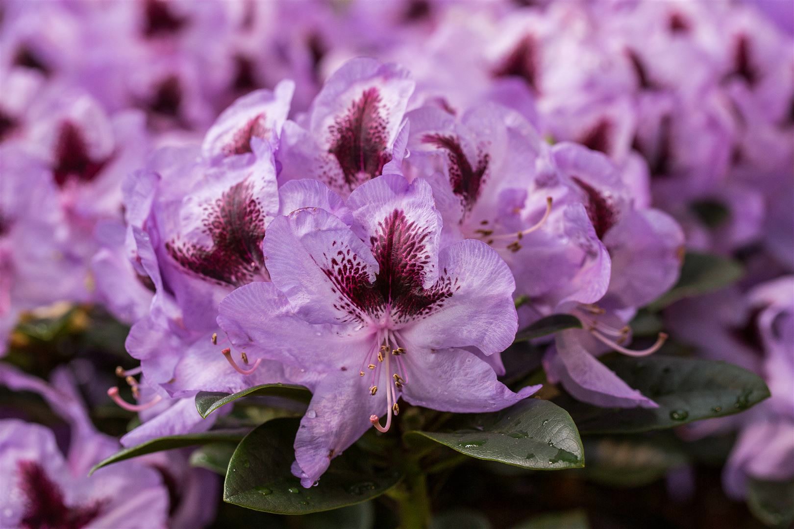 Rhododendron Hybr. 'Metallica', Rhododendron, 30&ndash;40 cm 