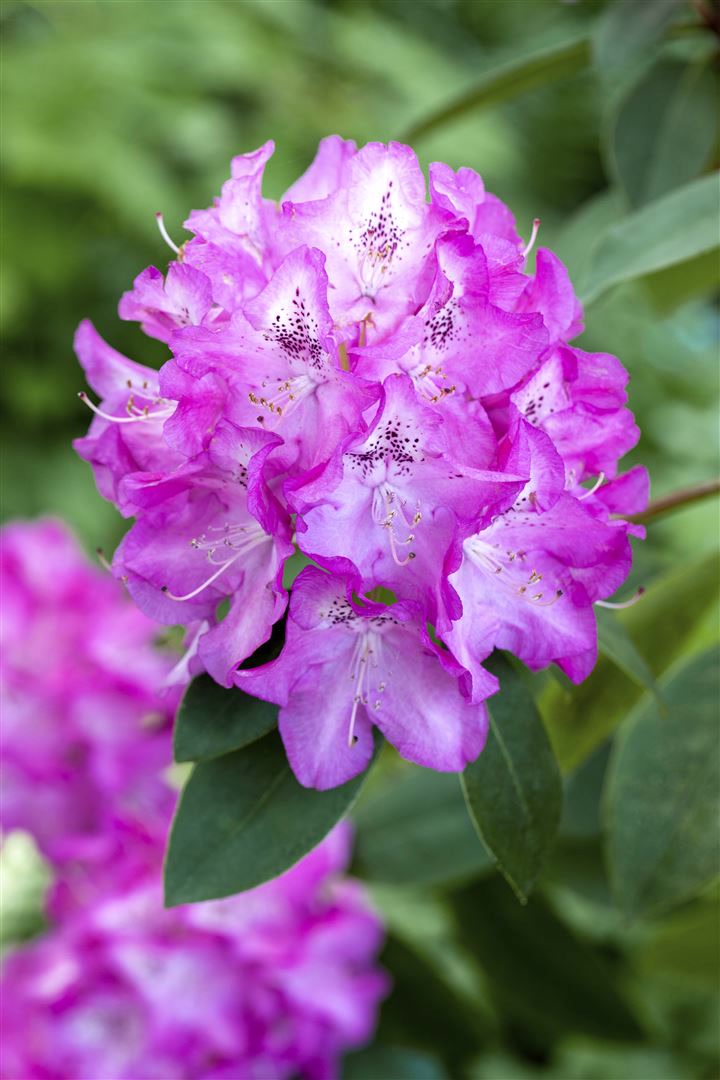 Rhododendron williamsianum 'Andrea', rosa Bl&uuml;ten, 30&ndash;40 cm 