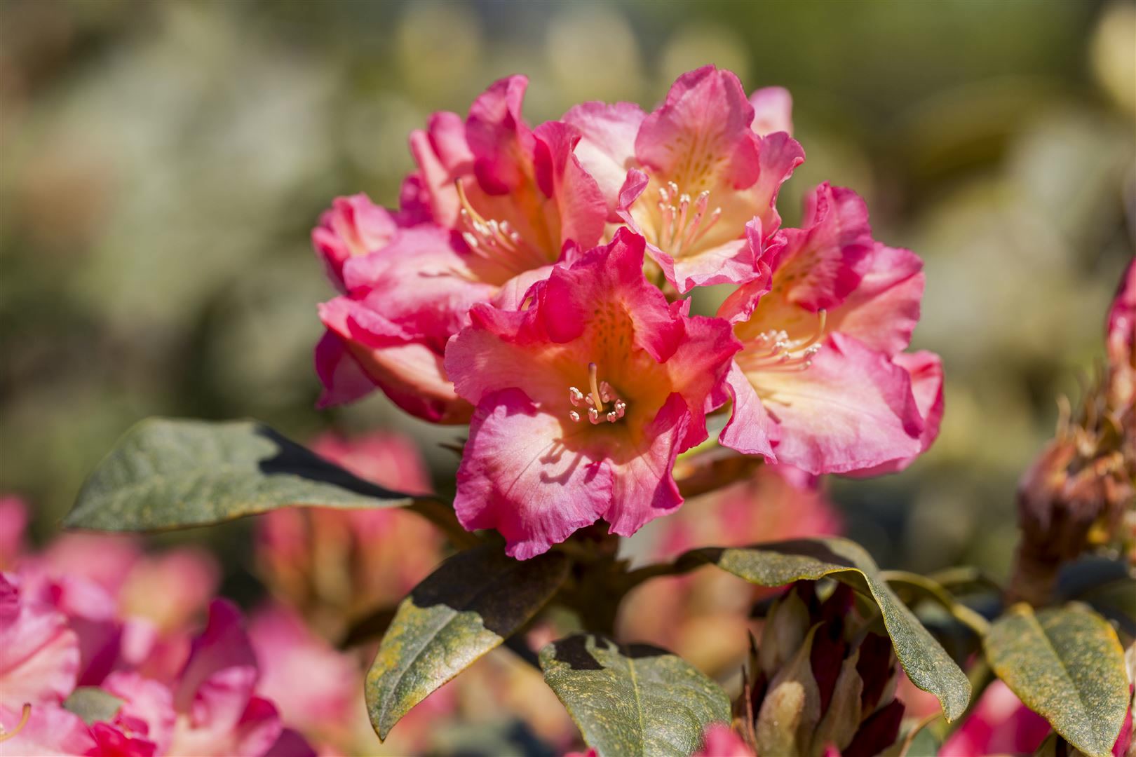 Rhododendron yakushimanum 'Barbarella', rosa Bl&uuml;ten, 40&ndash;50 cm 