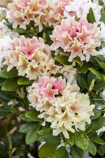 Rhododendron yakushimanum 'Percy Wiseman', rosa-weiß, 30–40 cm 