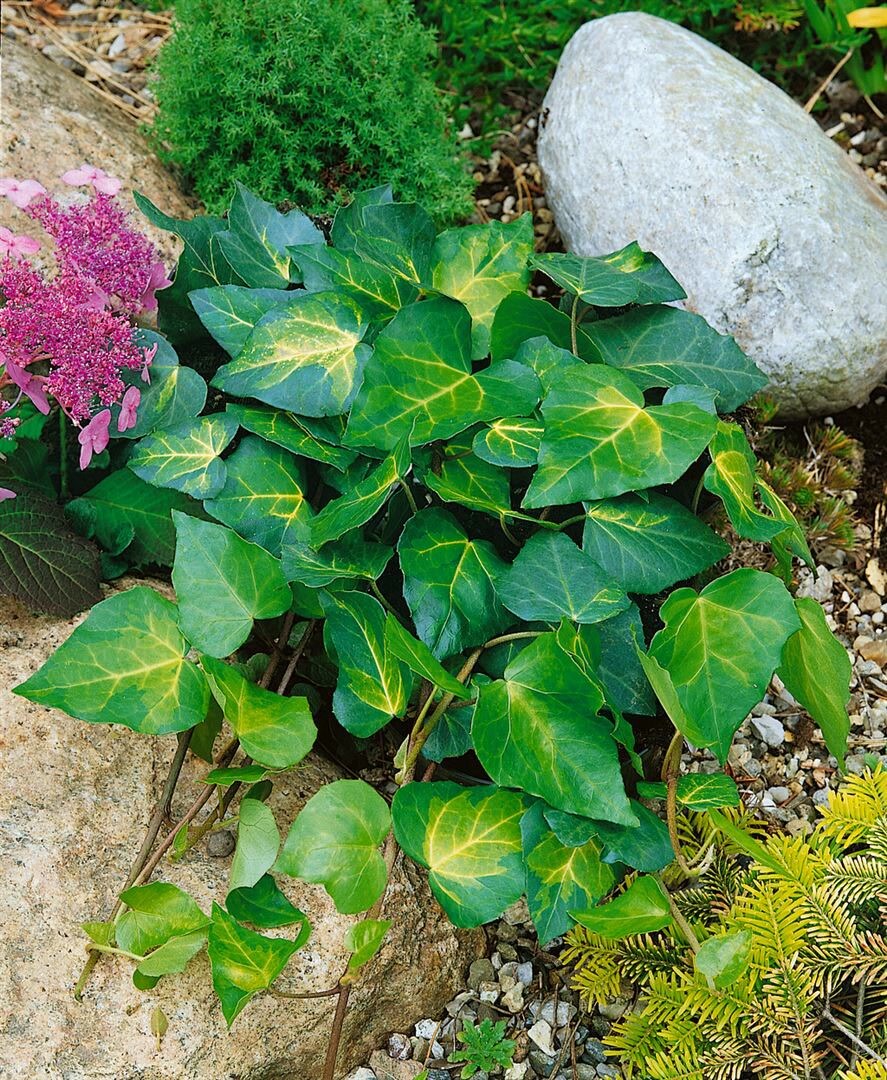 Hedera colchica 'Sulphur Heart', Efeu, gelb-gr&uuml;n, 150&ndash;200 cm 
