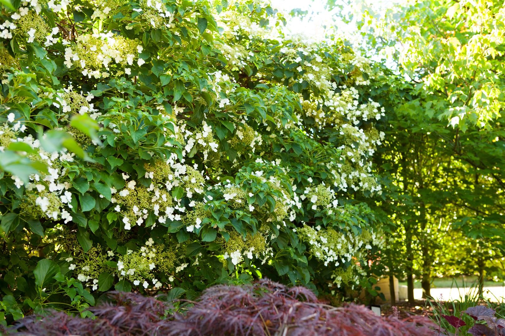 Hydrangea petiolaris, Kletterhortensie, wei&szlig;, 100&ndash;125 cm 