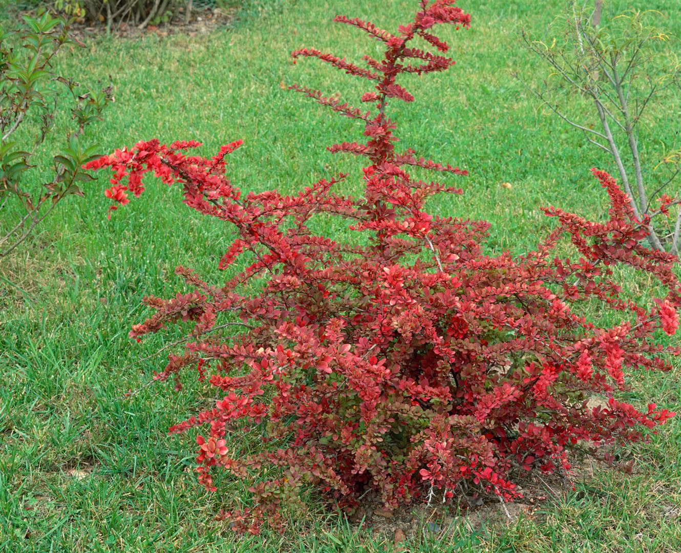 Berberis thunbergii 'Green Carpet', Teppich-Berberitze, gr&uuml;n, 20&ndash;30 cm 