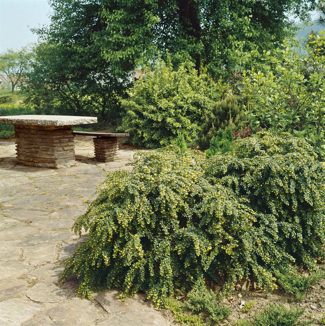 Berberis verruculosa, Berberitze, immergr&uuml;n, 30&ndash;40 cm 