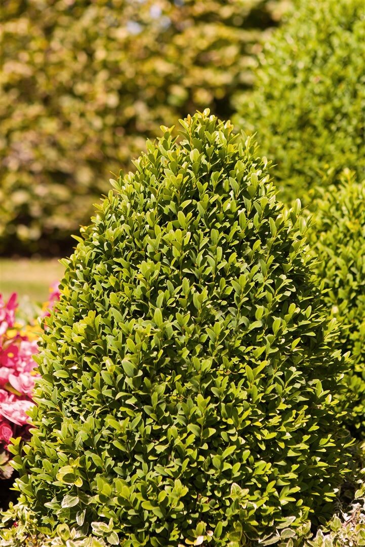Buxus sempervirens 'Arborescens', Buchsbaum, immergr&uuml;n, 20&ndash;25 cm 