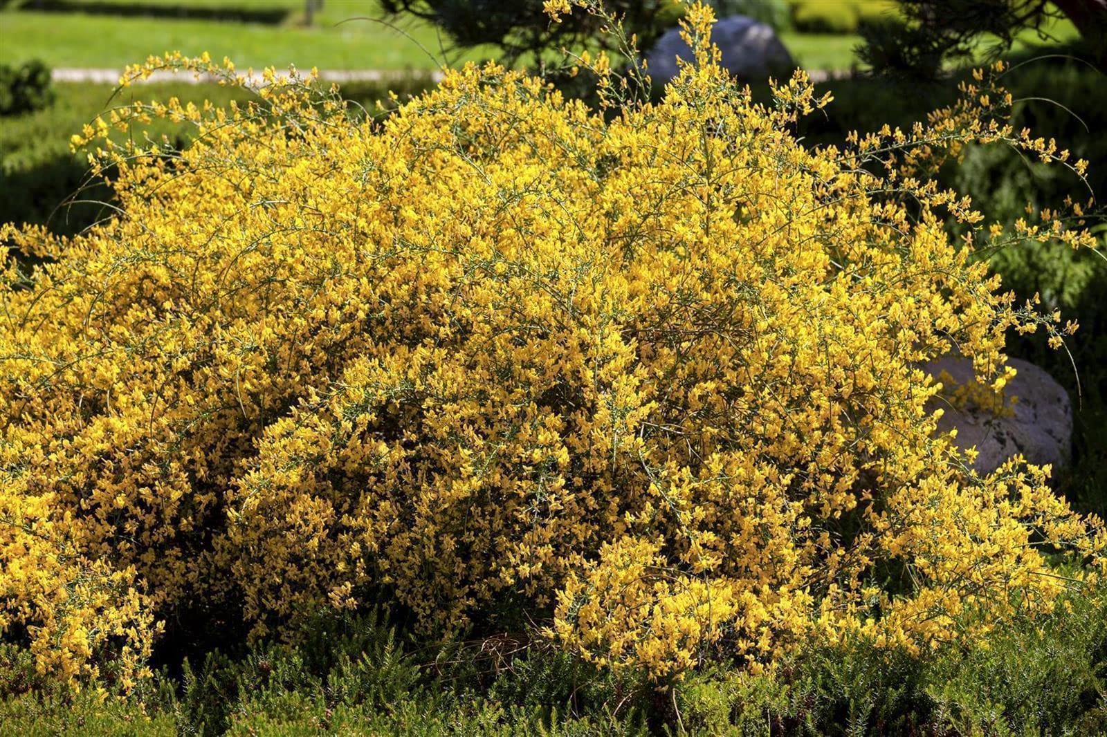 Genista lydia, Ginster, gelb, 30&ndash;40 cm 