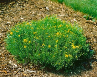 Genista radiata, Ginster, gelb, 20–30 cm 