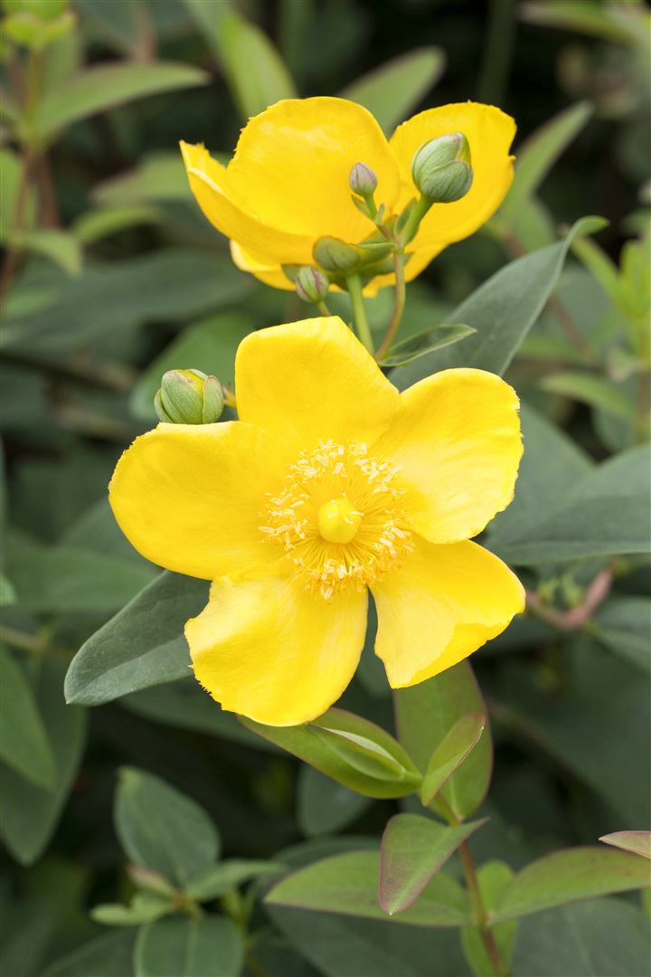 Hypericum 'Hidcote', Johanniskraut, leuchtend gelb, 30&ndash;40 cm 