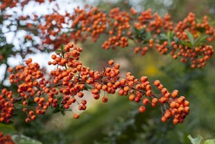 Pyracantha 'Orange Charmer', Feuerdorn, orange, 100–125 cm 
