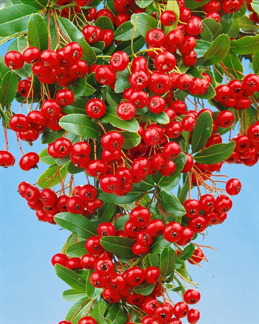 Pyracantha 'Red Column', Feuerdorn, leuchtend rot, 80&ndash;100 cm 