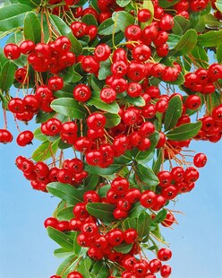 Pyracantha 'Red Column', Feuerdorn, leuchtend rot, 80–100 cm 