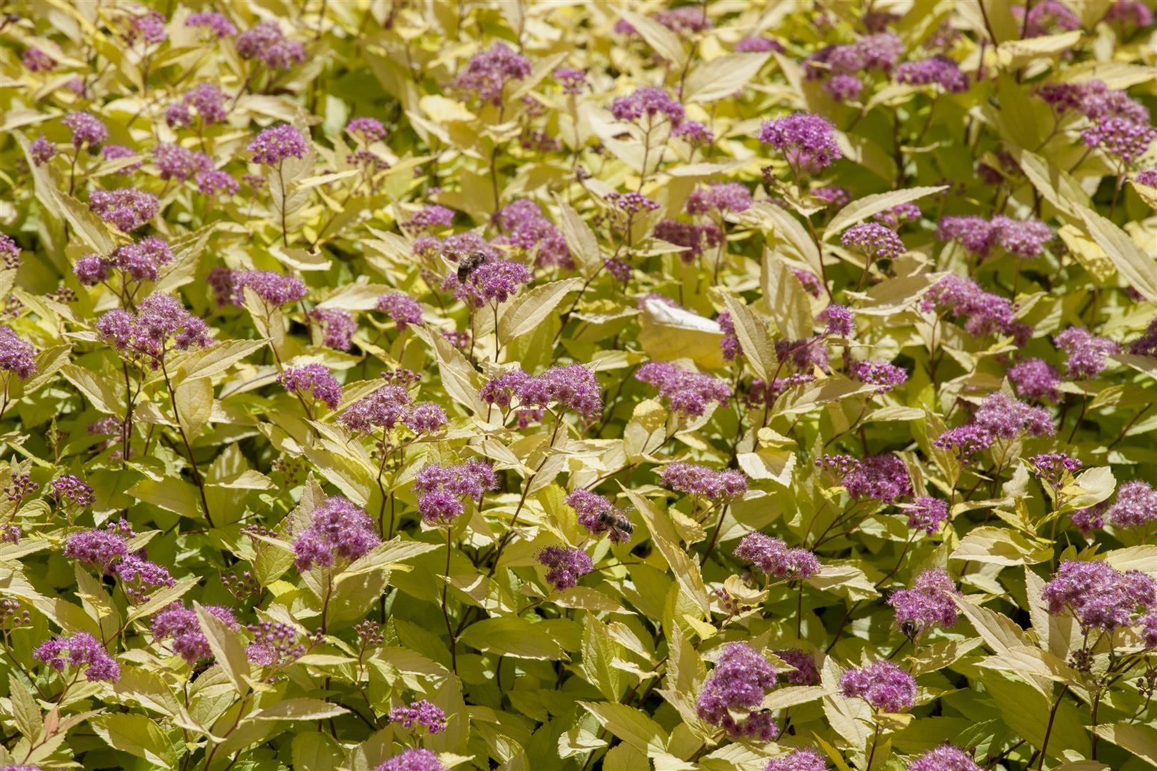 Spiraea japonica 'Golden Princess', Japanische Spiere, goldgelb, 15&ndash;20 cm 