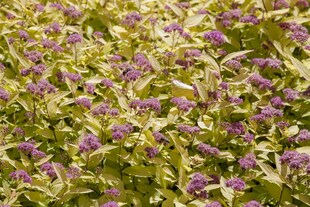 Spiraea japonica 'Golden Princess', Japanische Spiere, goldgelb, 15–20 cm 