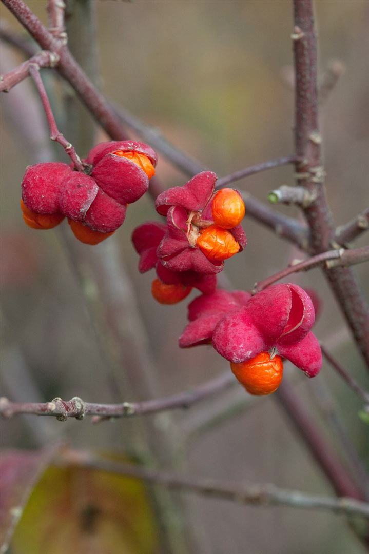 Euonymus europaeus, Pfaffenh&uuml;tchen, 125&ndash;150 cm 