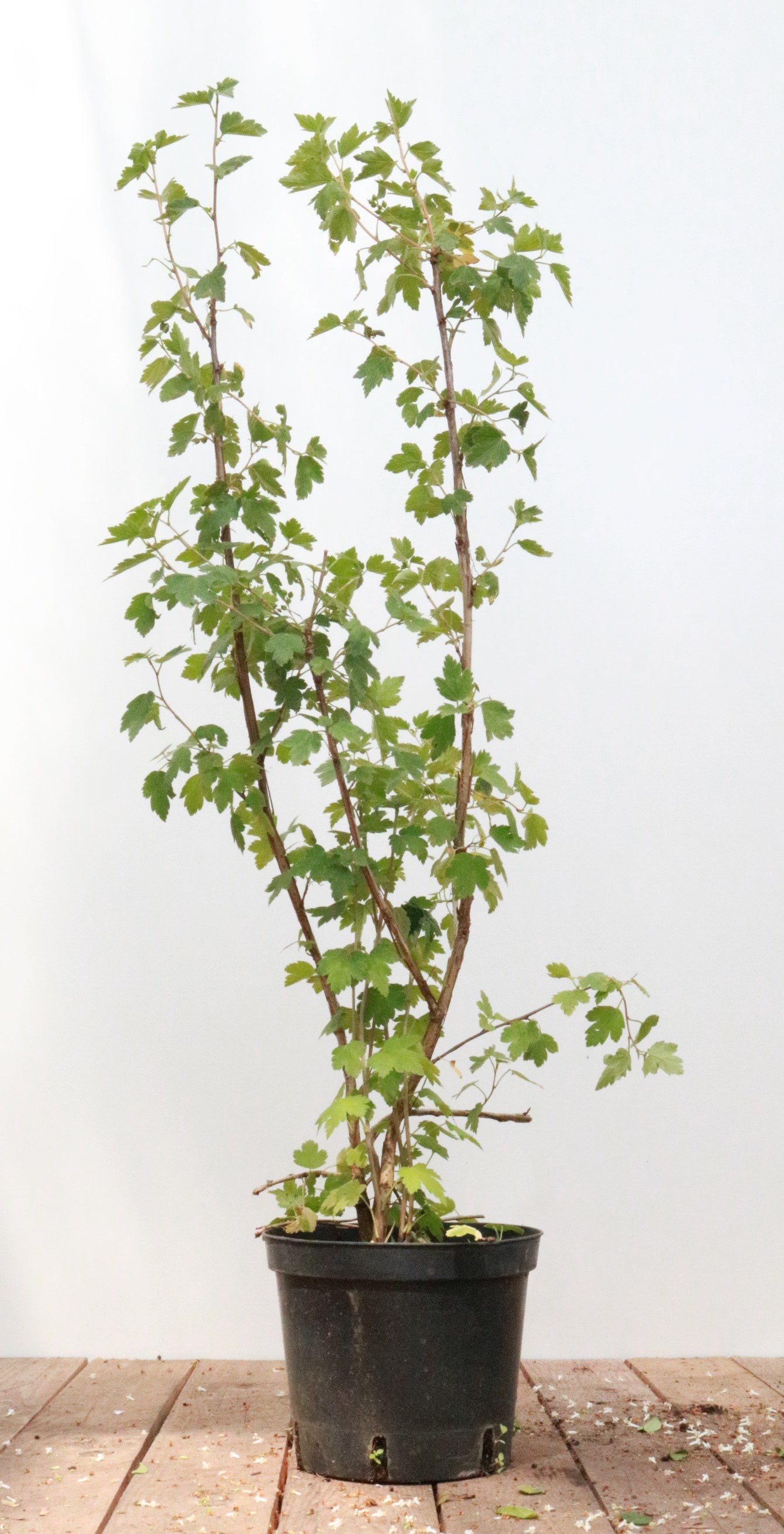 Ribes alpinum 'Schmidt', Alpen-Johannisbeere, 40&ndash;60 cm, kompakt 