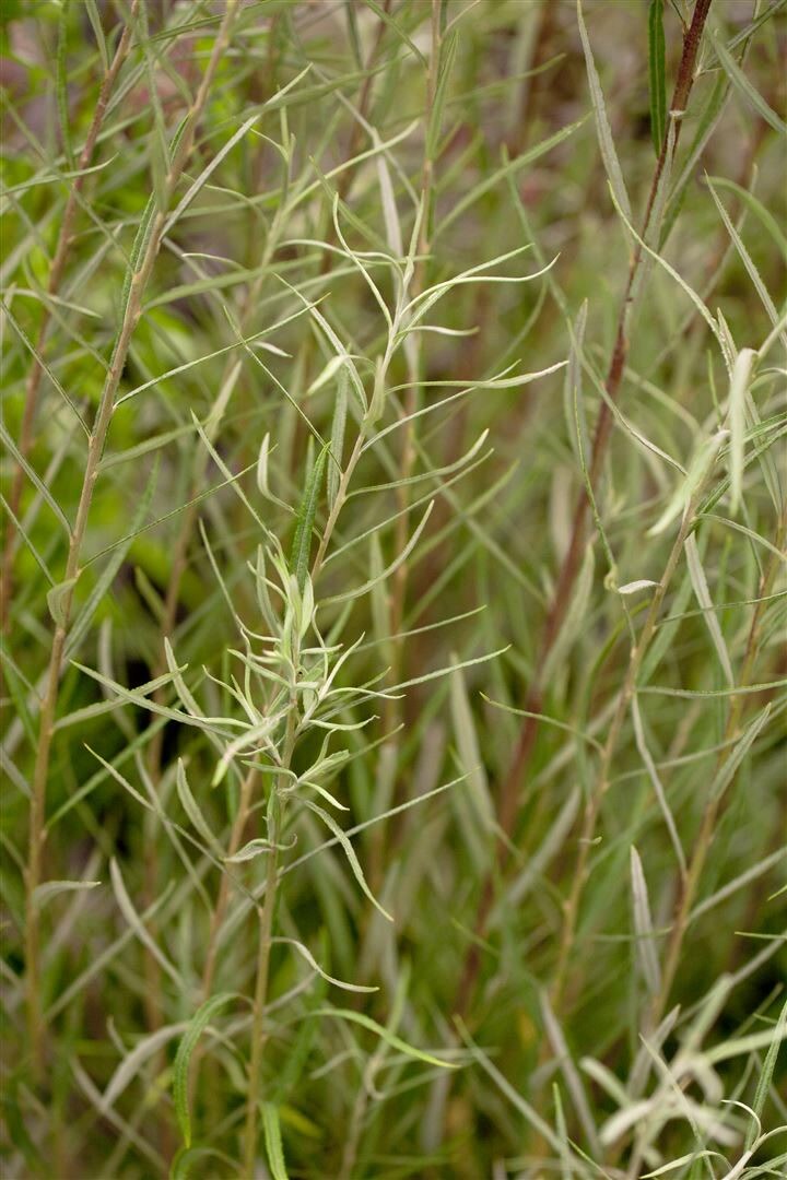 Salix rosmarinifolia, Rosmarin-Weide, 60-100 cm