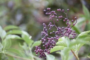 Sambucus nigra, Schwarzer Holunder, 60–100 cm 