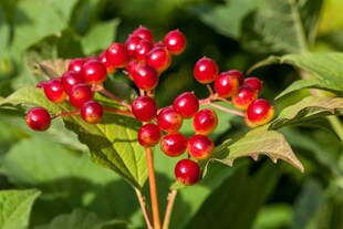 Viburnum opulus, Gewöhnlicher Schneeball, 40–60 cm, weiße Blüten 