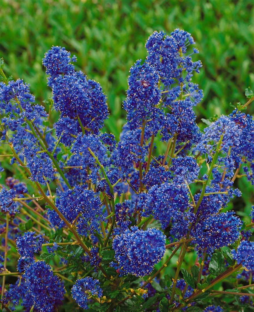 Ceanothus 'Blue Sapphire', S&auml;ckelblume, blau, 30&ndash;40 cm 