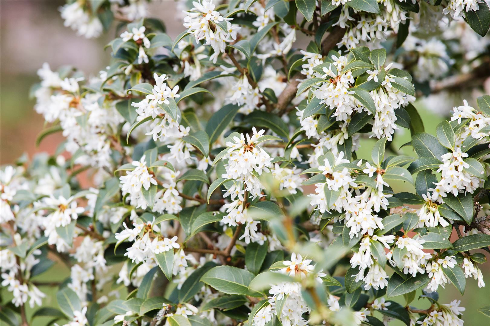 Osmanthus burkwoodii, Duftbl&uuml;te, immergr&uuml;n, 40&ndash;60 cm 