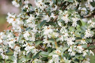 Osmanthus burkwoodii, Duftblüte, immergrün, 40–60 cm 