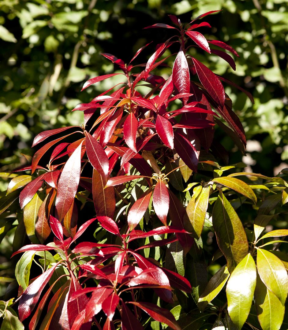 Pieris japonica 'Red Mill', Japanische Lavendelheide, rot, 30&ndash;40 cm 