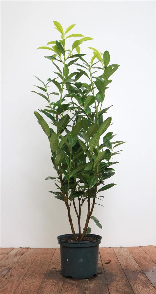 Prunus laurocerasus 'Genolia', Kirschlorbeer, immergr&uuml;n, 60&ndash;80 cm 