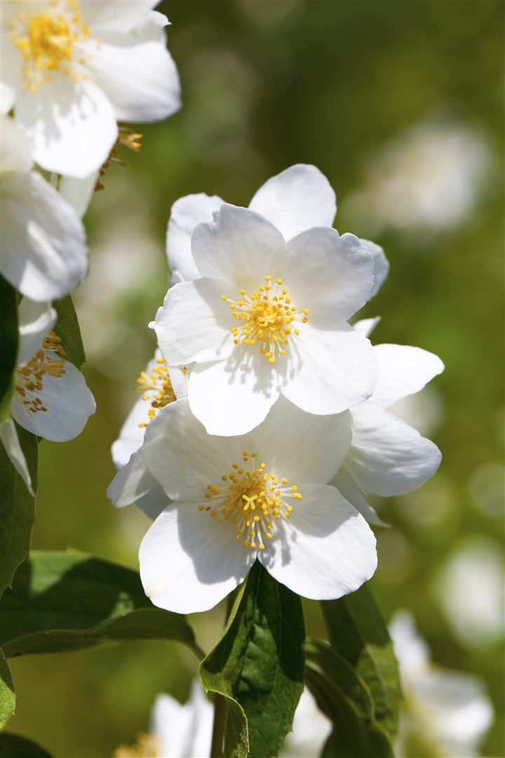 Philadelphus 'Erectus', Pfeifenstrauch, wei&szlig;, 40&ndash;60 cm 