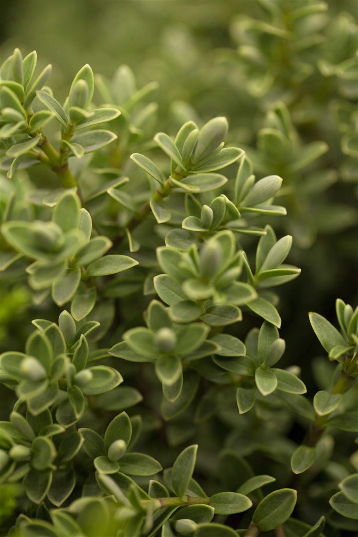 Hebe topiaria, Strauchveronika, immergr&uuml;n, ca. 9x9 cm Topf 