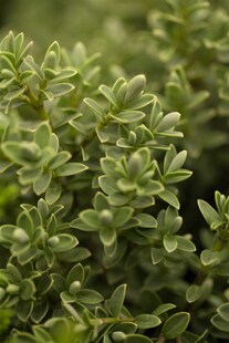 Hebe topiaria, Strauchveronika, immergrün, ca. 9x9 cm Topf 