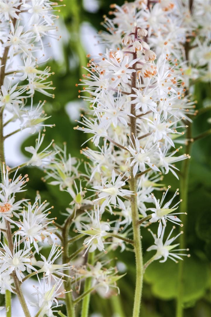Tiarella cordifolia, Schaumbl&uuml;te, ca. 9x9 cm Topf 